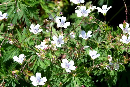 Geranium Sylvaticum L. (Geraniaceae) 1F