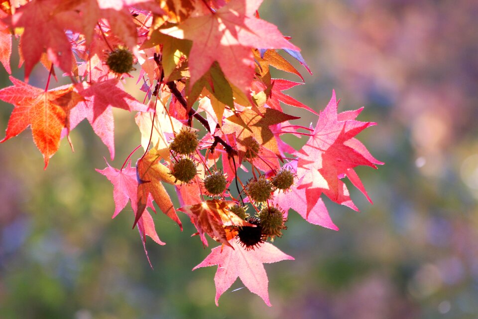 Branch tree autumn photo