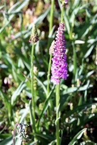 Gymnadenia Conopsea (L.) R. Br. 1F photo