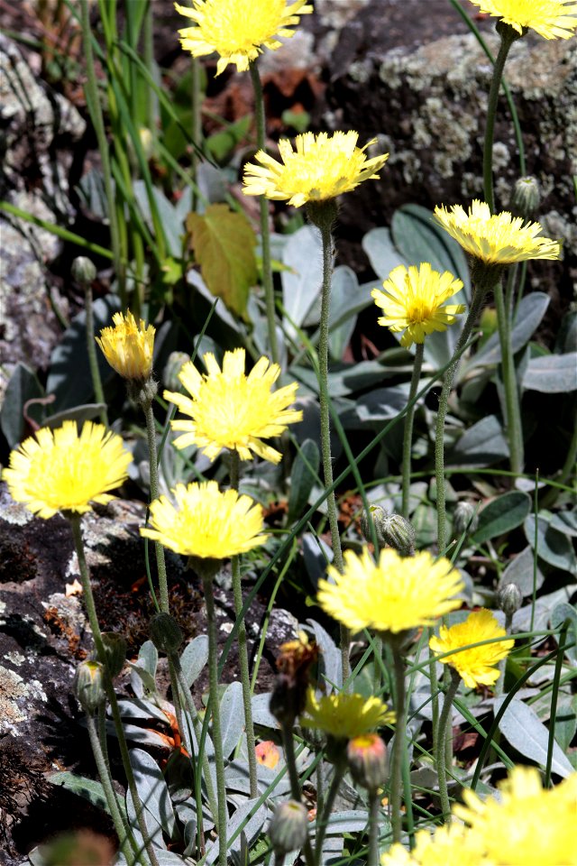 Hieracium Pilosella L. (Asteraceae) 1F