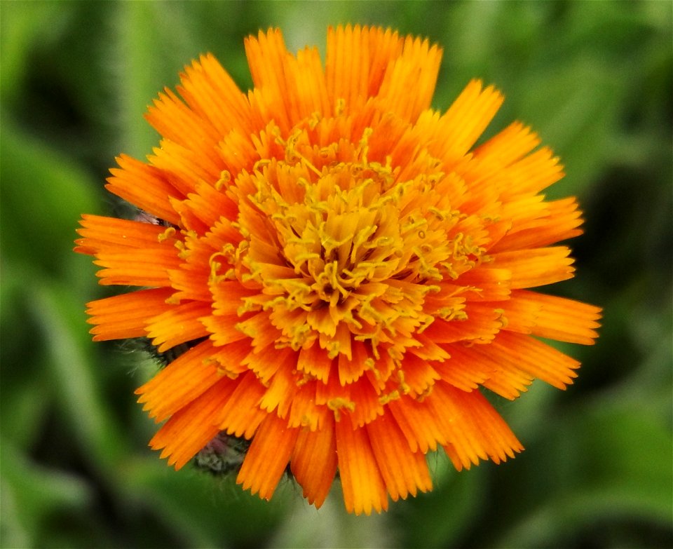 Hieracium Aurantiacum, (Asteraceae) 3F