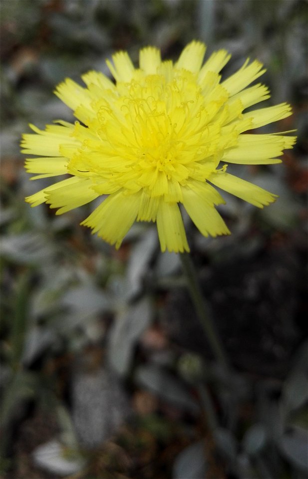 Hieracium Pilosella L. (Asteraceae) 2F