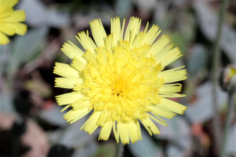 Hieracium Pilosella L. (Asteraceae) 3F