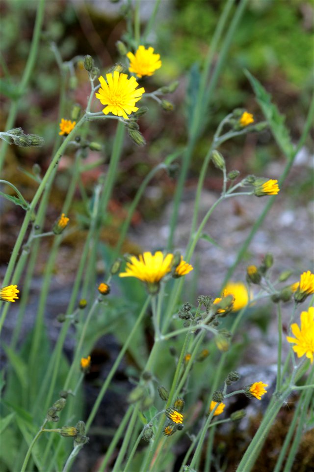 Hieracium Schmidtii Aggr. (Asteraceae) 1F