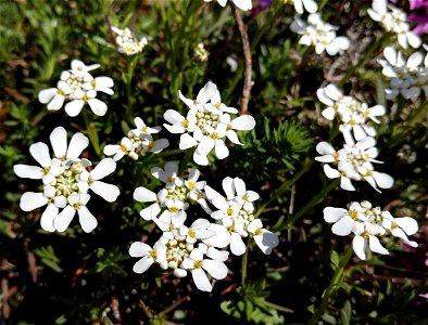 Iberis Pruitii Tineo (Brassicaceae) 2F
