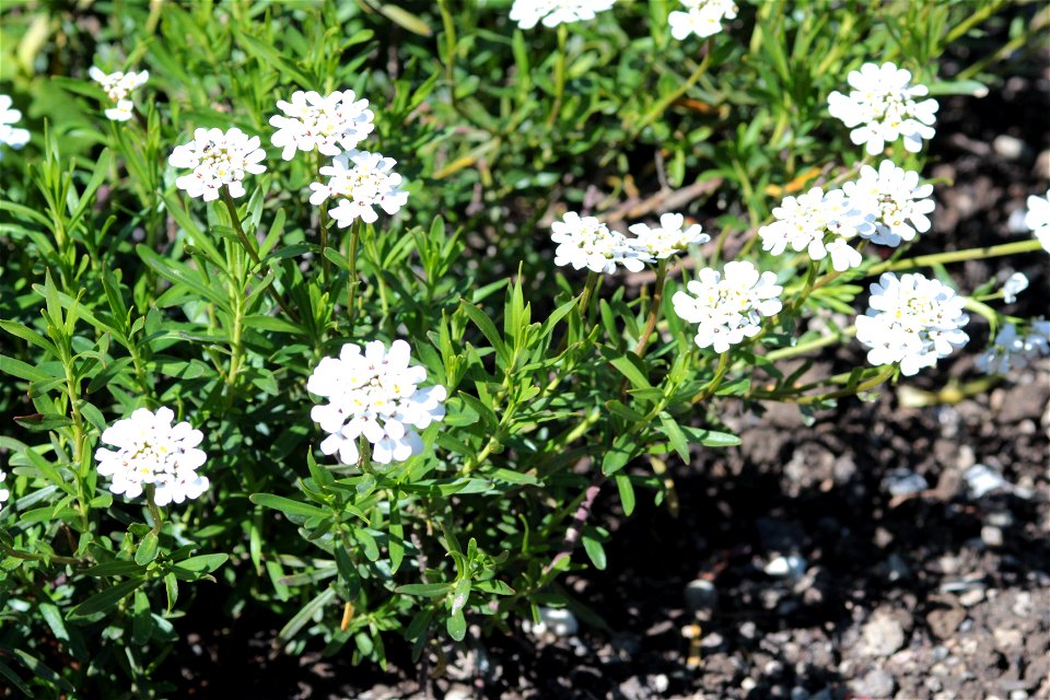 Iberis Sempervirens L. (Culture) (Brassicaceae) 2F