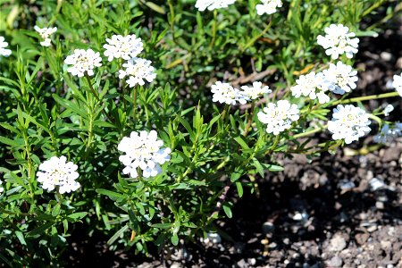 Iberis Sempervirens L. (Culture) (Brassicaceae) 2F