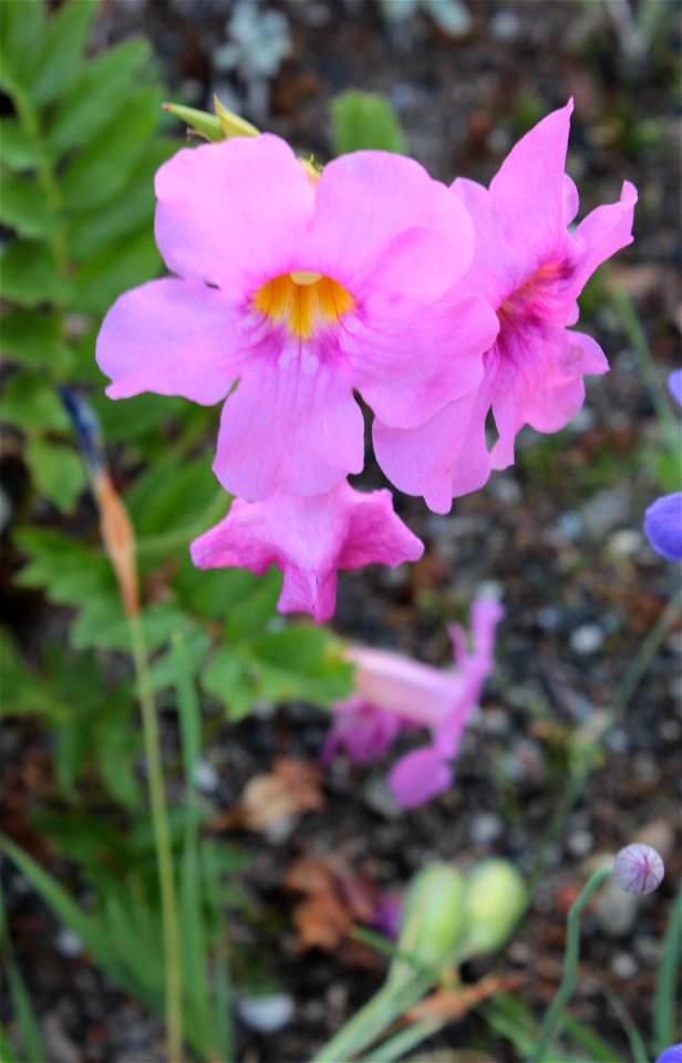 Incarvillea Zhongdianensis Grey Wilson (Bignoniaceae) 1F