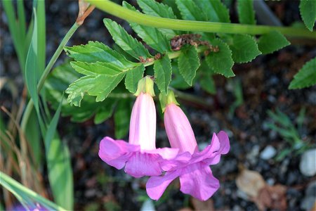 Incarvillea Zhongdianensis Grey Wilson (Bignoniaceae) 4F