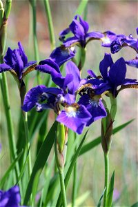 Iris Sanguinea (Iridaceae) 1F photo