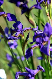 Iris Sanguinea (Iridaceae) 2F photo
