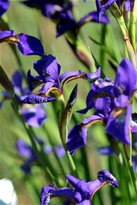 Iris Sanguinea (Iridaceae) 2F