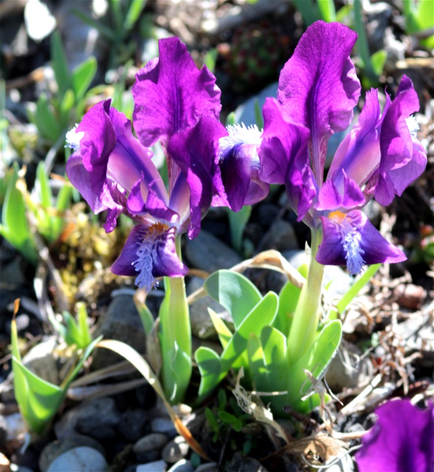 Iris Pumila L. (Iridaceae) 2F
