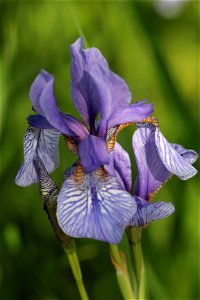 Iris Sibirica L. (Iridaceae) 3F photo