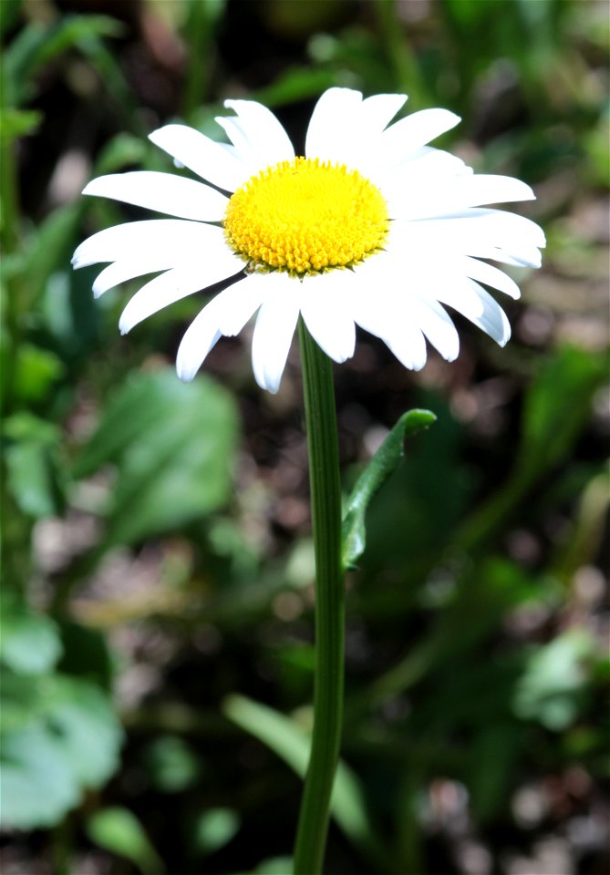 Leucanthemum Vulgare Lam. (Chrysanthemum L.L. Ssp. Montanum Gaud) (Asteraceae) 2F photo