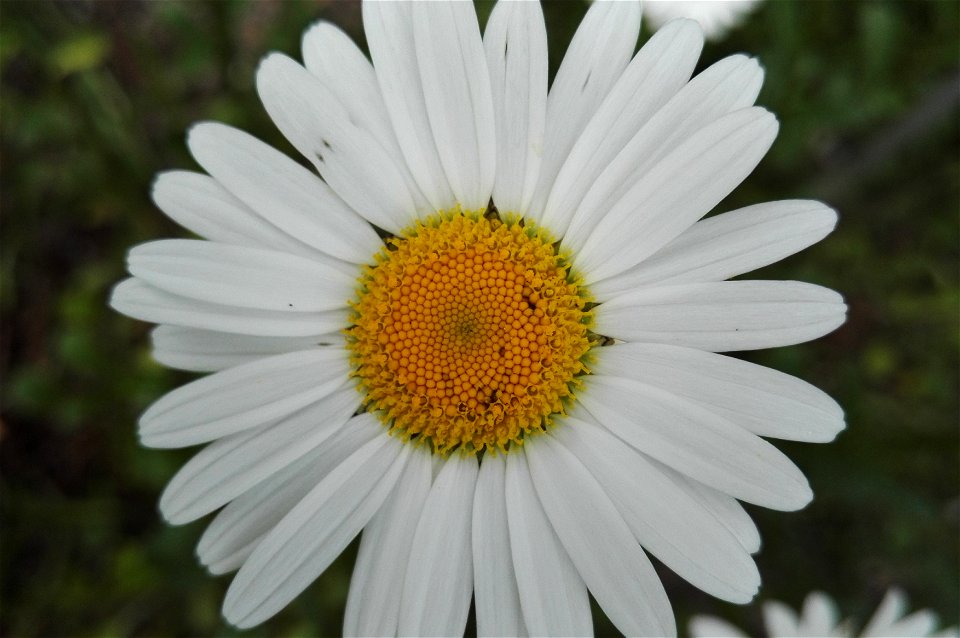 Leucanthemum Vulgare Lam. (Chrysanthemum L.L. Ssp. Montanum Gaud) (Asteraceae) 3F