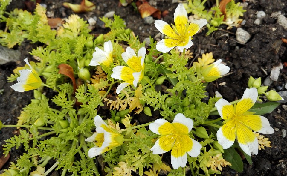 Limnanthes Douglasii R. Br. (Limnanthaceae) 2F