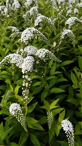 Lysimacnia Clethroides Duby 2F photo