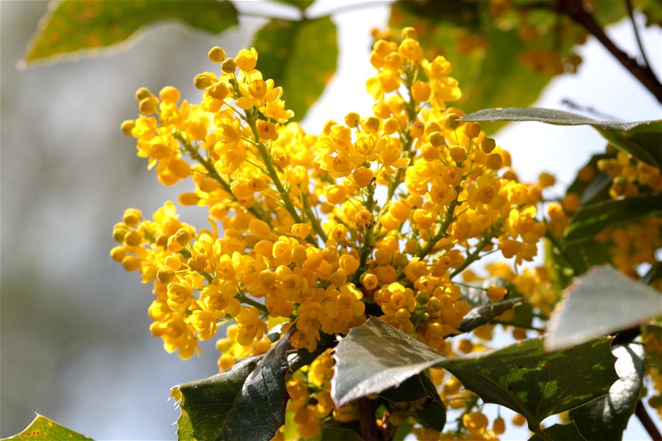 Mahonia Aquifolium Pursh Nutt. (Berberidaceae) 4F