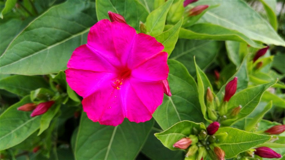 Mirabilis Jalapa L. 2F photo