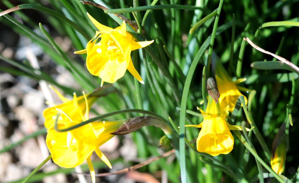 Narcissus Bulbocodium L. (Amaryllidaceae) 1F photo