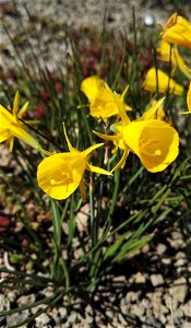 Narcissus Triandrus L. (Amaryllidaceae) 1F photo