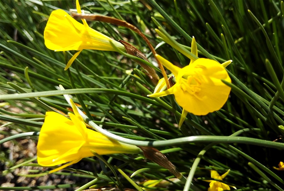 Narcissus Bulbocodium L. (Amaryllidaceae) 2F photo