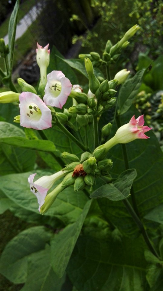 Nicotiana Tabacum L. 2F photo