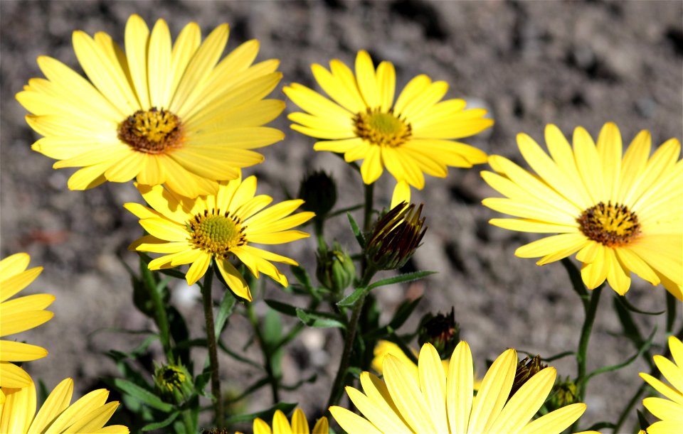 Osteospermum Ecklonis (Asteraceae) 4F