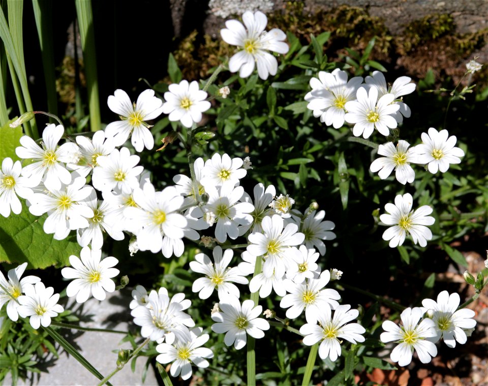 Oxalis Enneaphylla Cav. (Oxalidaceae) 1F