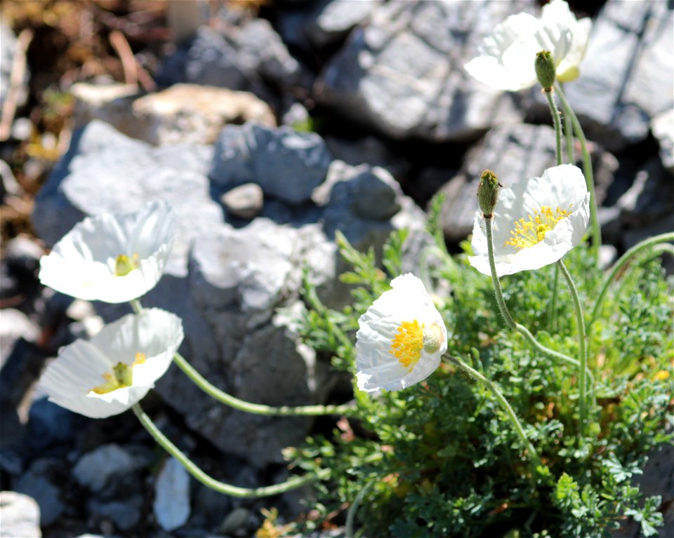 Papaver Occidentale (Markgr.) H.E. Hess Et Landolt, 2F