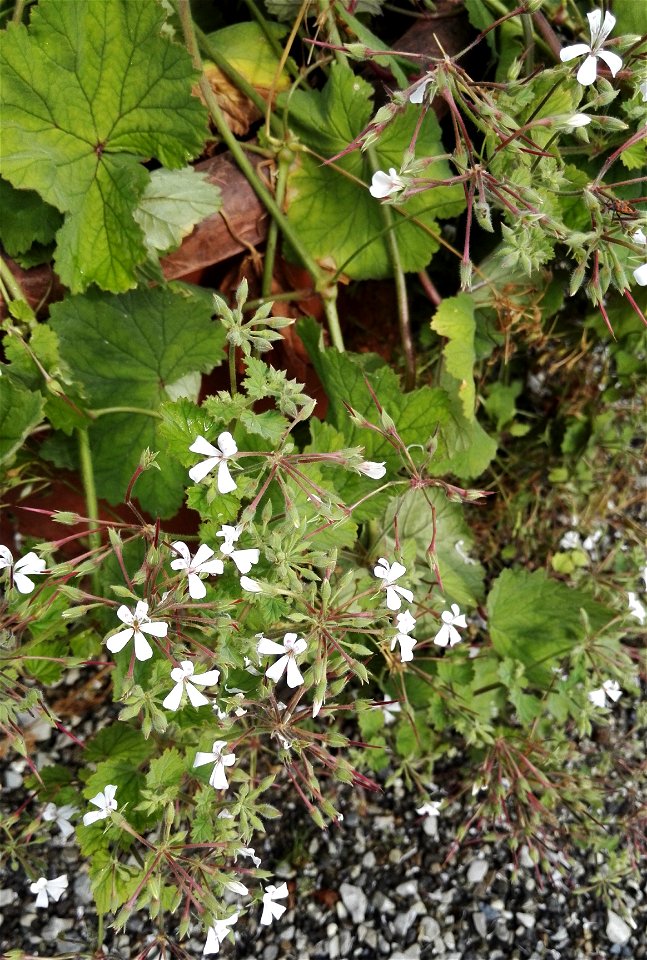 Pelargonium Album J.J.A. Van Der Walt 1F