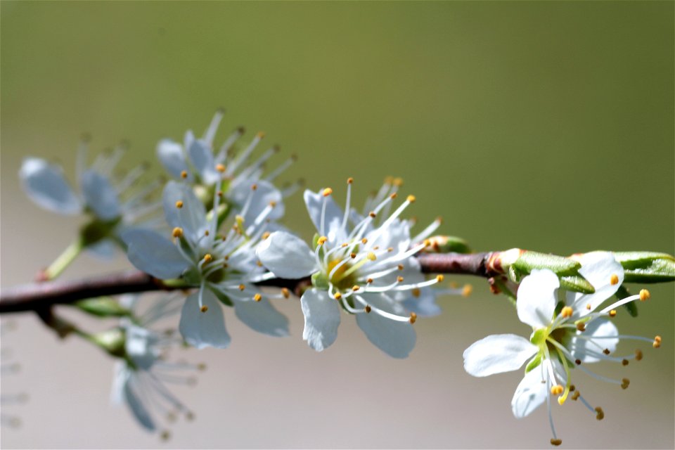 Prunus Spinosa (Rosaceae) 2F