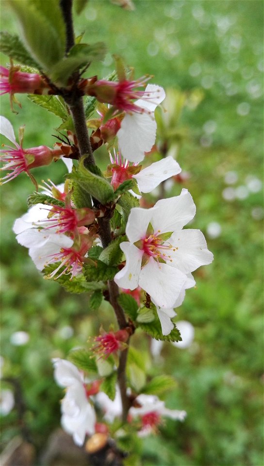 Prunus Tomentosa Murray (Rosaceae) 2F photo