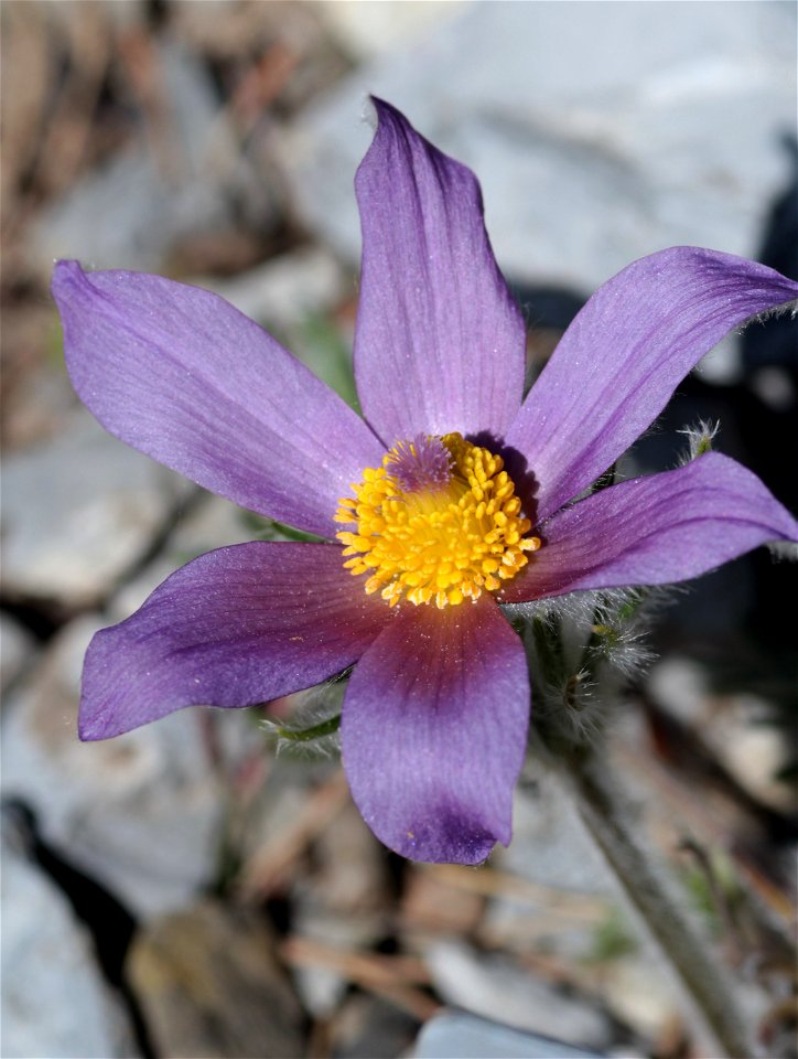 Pulsatilla Halleri (All.) Willd. (Ranunculaceae) 2F
