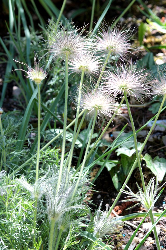 Pulsatilla Vulgaris Mill. (Ranunculaceae) 5F