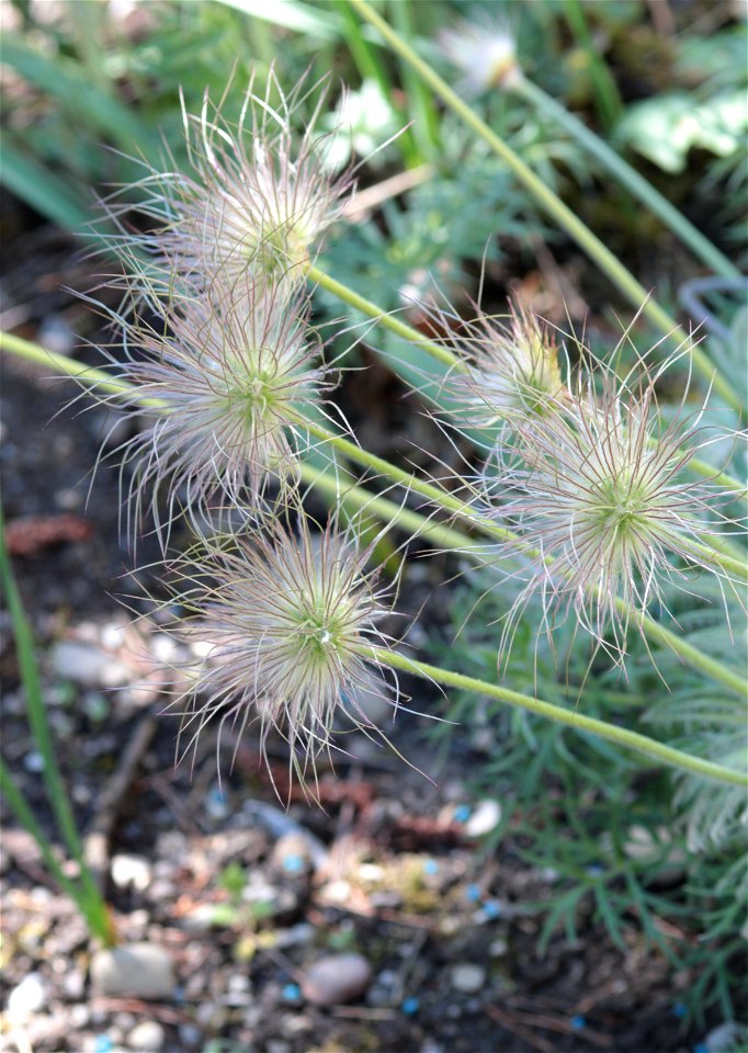 Pulsatilla Vulgaris Mill. (Ranunculaceae) 6F photo