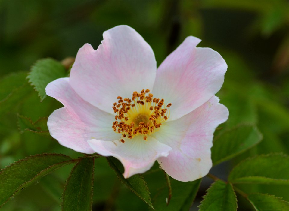 Rosa Jundzillii Besser (Rosaceae) 1F