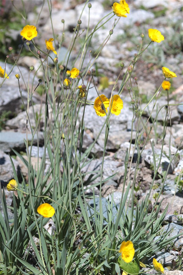 Ranunculus Gramineus L. (Ranunculaceae) 1F photo