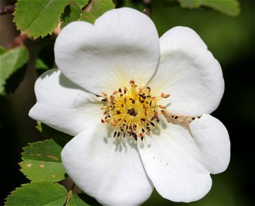 Rosa Pimpinellifolia L. (Syn. R. Spinosissima L.) (Rosaceae) 2F photo