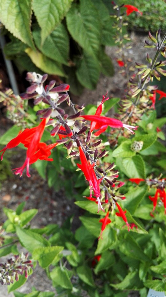 Salvia Coccinea Juss. 1F