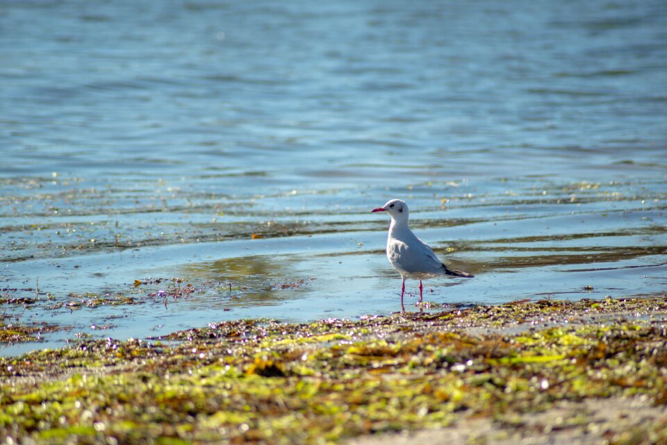 Sea beach animals