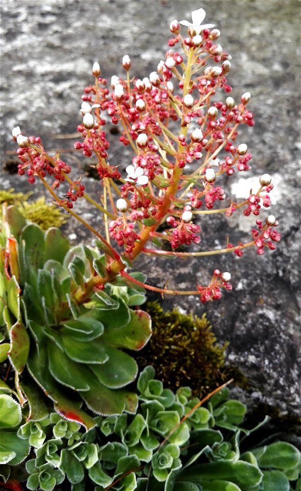 Saxifraga Cotyledon L. (Saxifragaceae) 1F