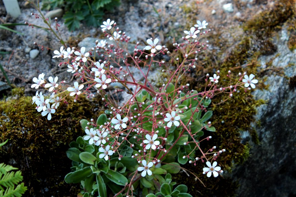 Saxifraga Cotyledon L. (Saxifragaceae) 4F photo