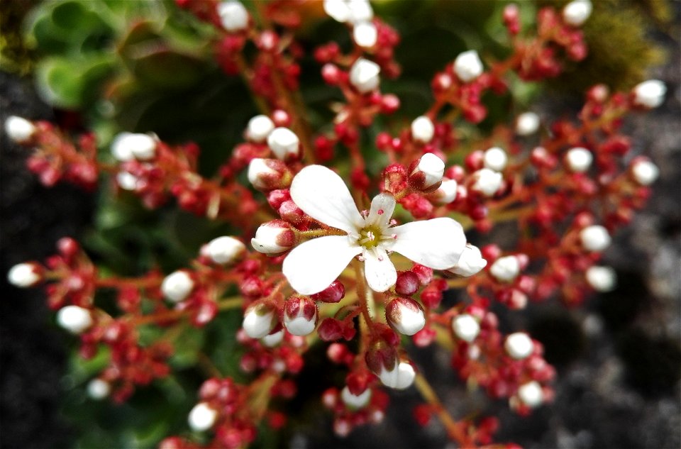 Saxifraga Cotyledon L. (Saxifragaceae) 3F photo