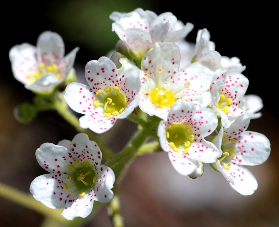 Saxifraga Paniculata Mill. (Saxifragaceae) 3F photo