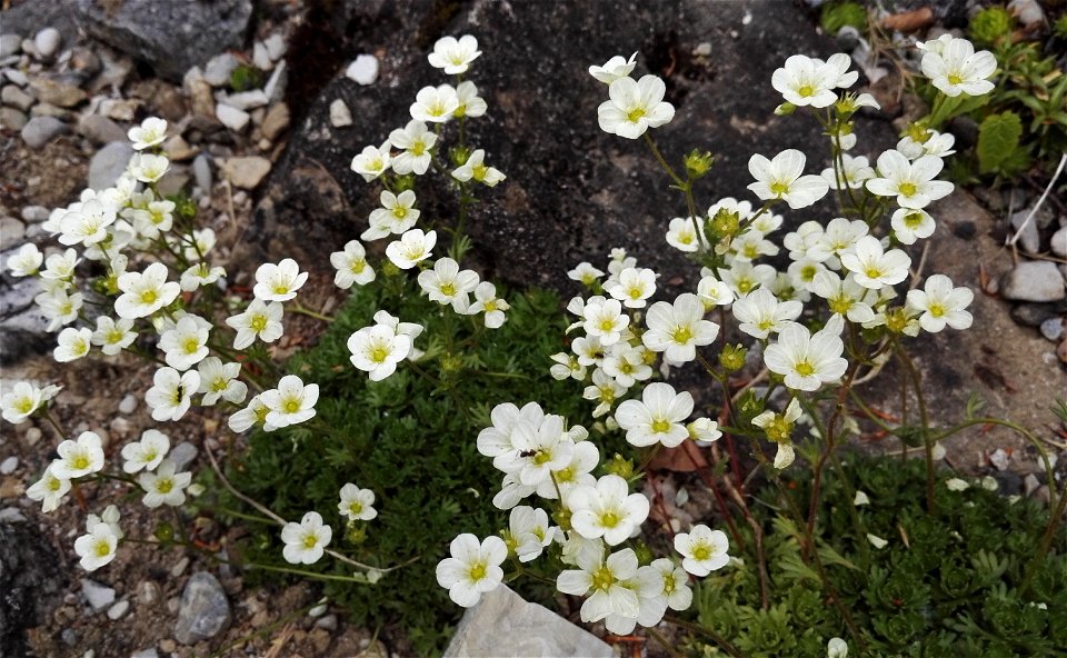 Saxifraga Pedemontana (Saxifragaceae) 2F photo