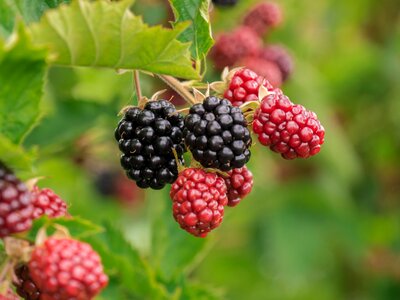 Fruit food vitamins
