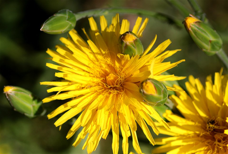 Scorzonera Hispanica L. (Asteraceae) 2F