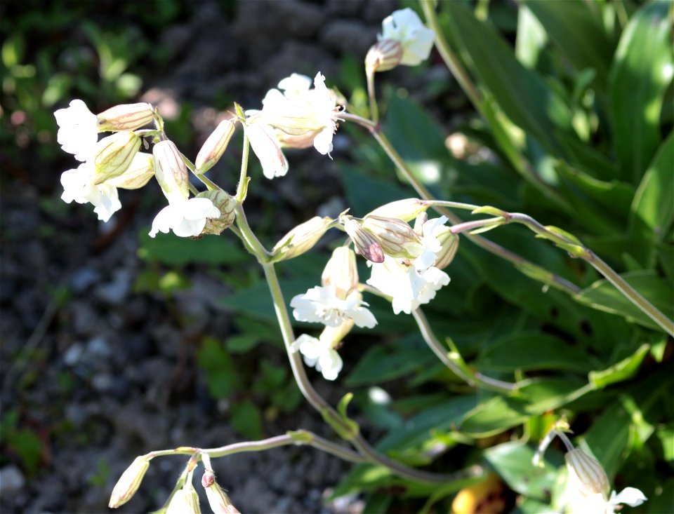 Silene Nutans L. (Caryophyllaceae) 1F